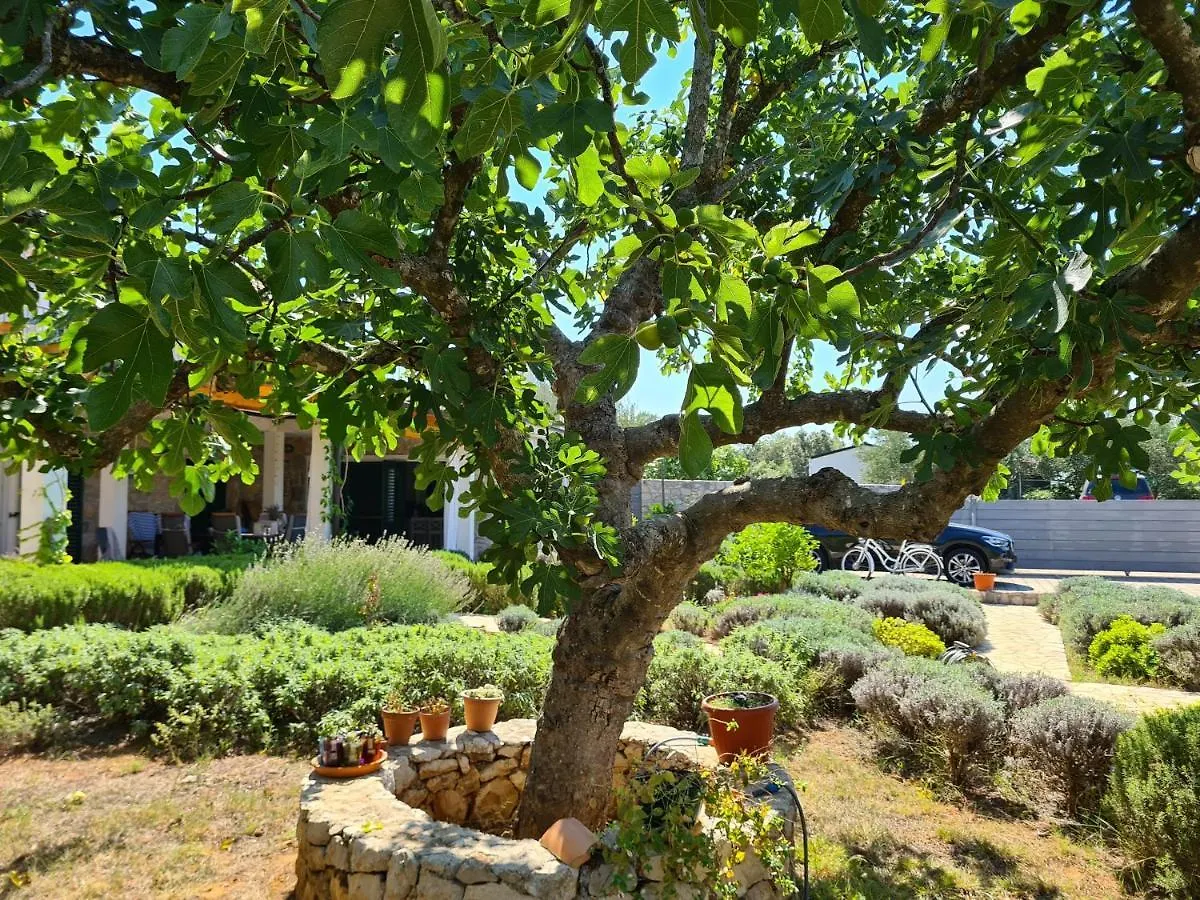 Villa Stone House Ugljan Croatia